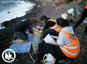 Σάμος: Σκότωσαν μεσογειακή φώκια με δυναμίτη